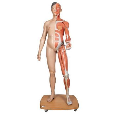 3B SCIENTIFIC Life-Size Dual Sex Asian Human Figure, 39 part - w/ 3B Smart Anatomy 1000208